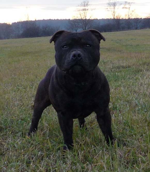 ELVIS DARK ELEMENT2